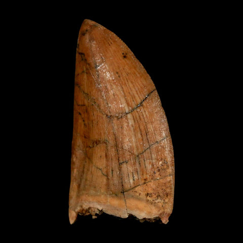 1.8" Carcharodontosaurus Fossil Tooth Cretaceous Dinosaur Morocco COA Stand