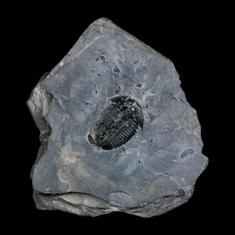 XL 1.6" Elrathia Kingi Trilobite Fossil In Matrix House Range Utah Cambrian Age COA - Fossil Age Minerals