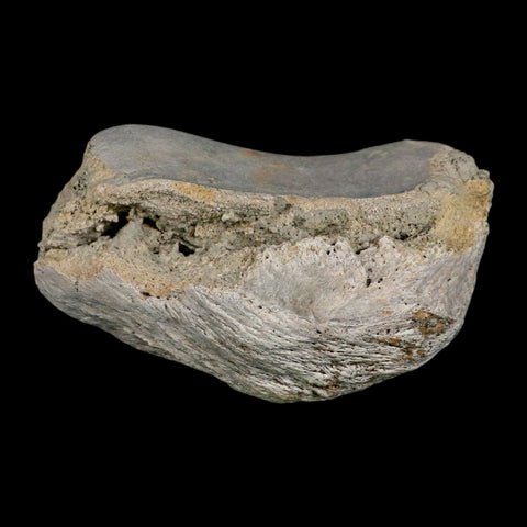 5.1" Brontothere Fossil Knee Bone Eocene Age Badlands S Dakota Titanothere COA - Fossil Age Minerals