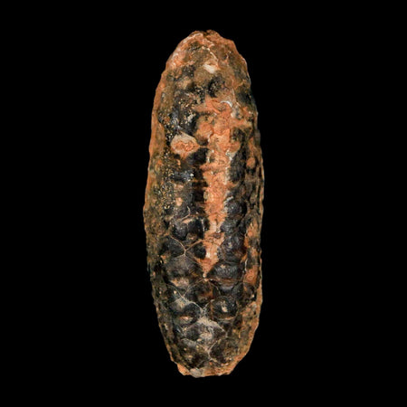XL 2.4" Fossil Pine Cone Equicalastrobus Replaced By Agate Eocene Age Seeds Fruit