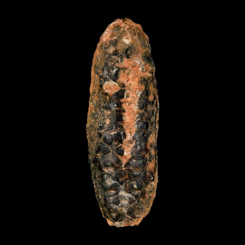 XL 2.4" Fossil Pine Cone Equicalastrobus Replaced By Agate Eocene Age Seeds Fruit
