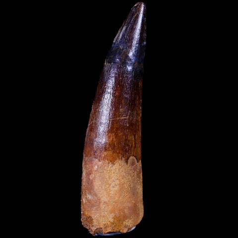 XL 3.4" Spinosaurus Fossil Tooth 100 Mil Yrs Old Cretaceous Dinosaur COA & Stand - Fossil Age Minerals