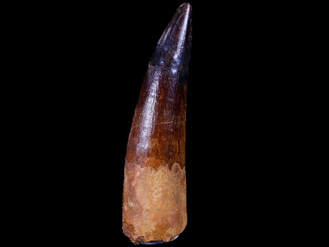 XL 3.4" Spinosaurus Fossil Tooth 100 Mil Yrs Old Cretaceous Dinosaur COA & Stand - Fossil Age Minerals