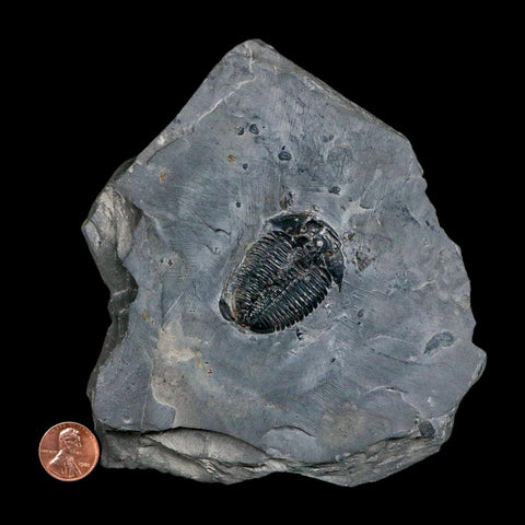 XL 1.6" Elrathia Kingi Trilobite Fossil In Matrix House Range Utah Cambrian Age COA - Fossil Age Minerals