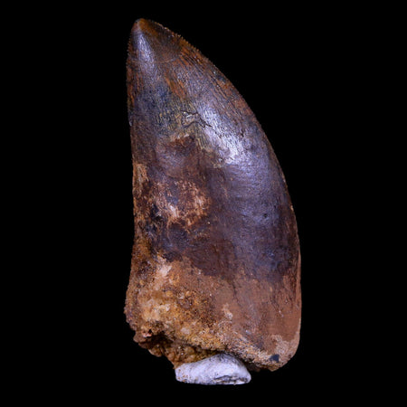 2.5" Carcharodontosaurus Fossil Tooth Cretaceous Theropod Dinosaur Stand, COA