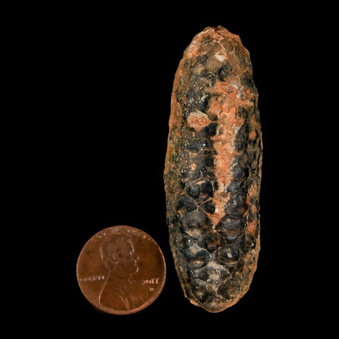 XL 2.4" Fossil Pine Cone Equicalastrobus Replaced By Agate Eocene Age Seeds Fruit