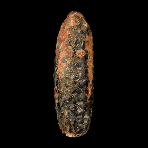 XL 2.4" Fossil Pine Cone Equicalastrobus Replaced By Agate Eocene Age Seeds Fruit