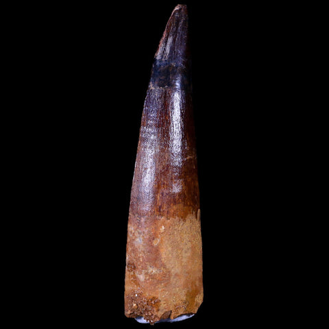 XL 3.4" Spinosaurus Fossil Tooth 100 Mil Yrs Old Cretaceous Dinosaur COA & Stand - Fossil Age Minerals