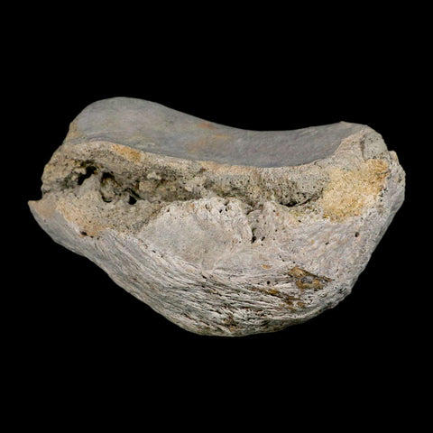 5.1" Brontothere Fossil Knee Bone Eocene Age Badlands S Dakota Titanothere COA - Fossil Age Minerals