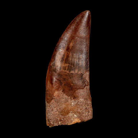 2" Carcharodontosaurus Fossil Tooth Cretaceous Dinosaur Morocco COA Stand