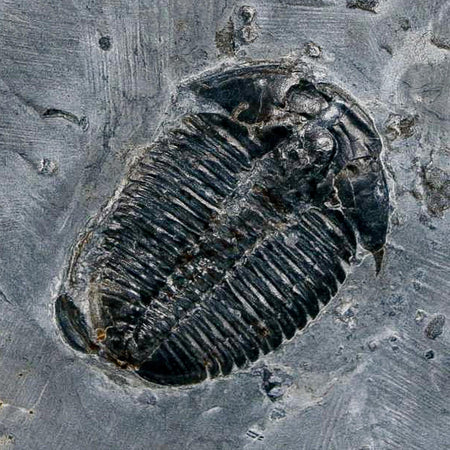 XL 1.6" Elrathia Kingi Trilobite Fossil In Matrix House Range Utah Cambrian Age COA