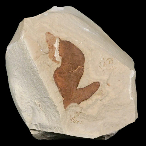 1.4" Detailed Cardiospermum Coloradensis Balloon Vine Fossil Plant Leaf Eocene Age - Fossil Age Minerals