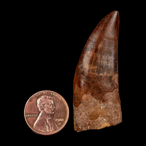 2" Carcharodontosaurus Fossil Tooth Cretaceous Dinosaur Morocco COA Stand