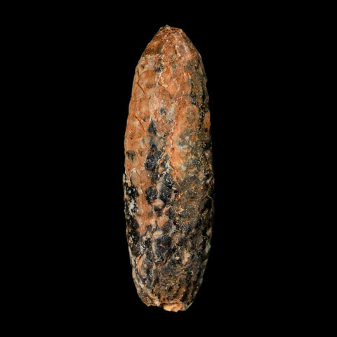 XL 2.4" Fossil Pine Cone Equicalastrobus Replaced By Agate Eocene Age Seeds Fruit