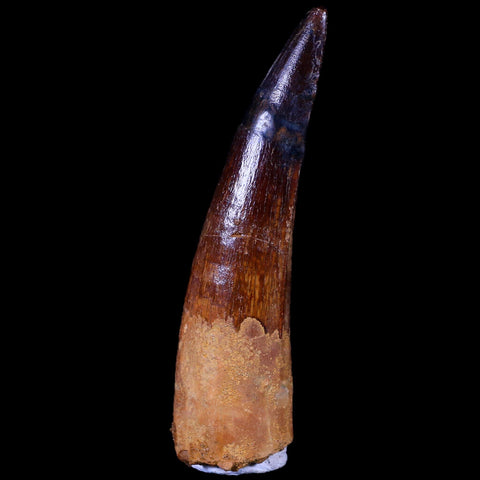 XL 3.4" Spinosaurus Fossil Tooth 100 Mil Yrs Old Cretaceous Dinosaur COA & Stand - Fossil Age Minerals