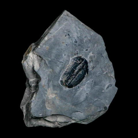 XL 1.6" Elrathia Kingi Trilobite Fossil In Matrix House Range Utah Cambrian Age COA - Fossil Age Minerals