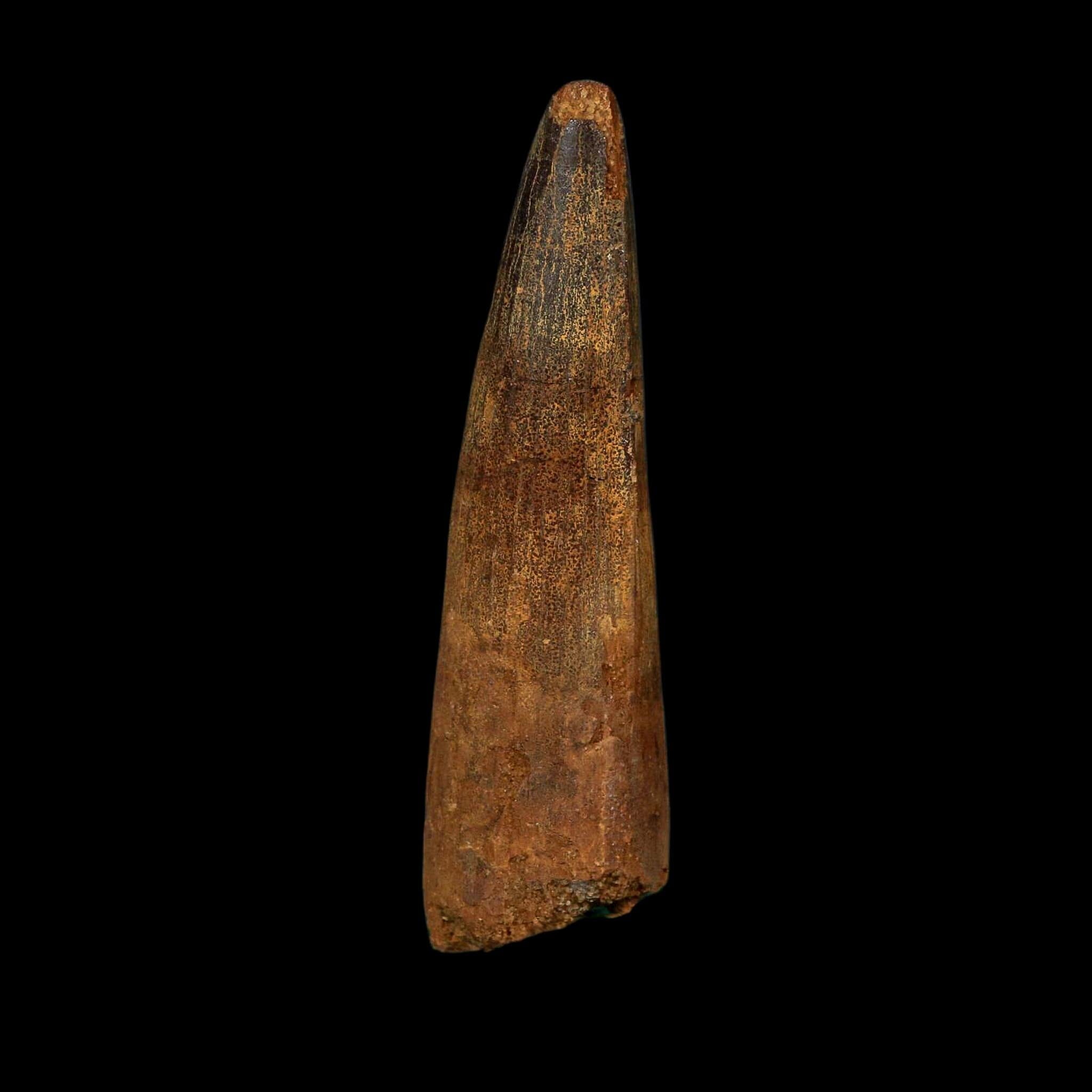 XL 3.7" Spinosaurus Fossil Tooth 100 Million Years Old Cretaceous Dinosaur COA - Fossil Age Minerals