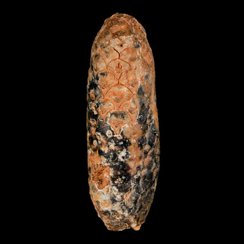 XL 2.4" Fossil Pine Cone Equicalastrobus Replaced By Agate Eocene Age Seeds Fruit