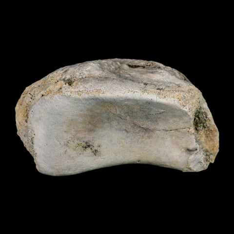 5.1" Brontothere Fossil Knee Bone Eocene Age Badlands S Dakota Titanothere COA - Fossil Age Minerals