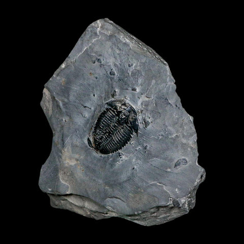 XL 1.6" Elrathia Kingi Trilobite Fossil In Matrix House Range Utah Cambrian Age COA - Fossil Age Minerals