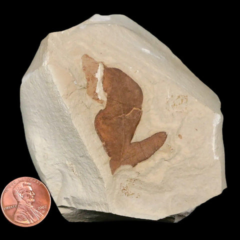 1.4" Detailed Cardiospermum Coloradensis Balloon Vine Fossil Plant Leaf Eocene Age - Fossil Age Minerals