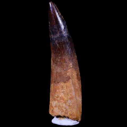 XL 3.4" Spinosaurus Fossil Tooth 100 Mil Yrs Old Cretaceous Dinosaur COA & Stand - Fossil Age Minerals