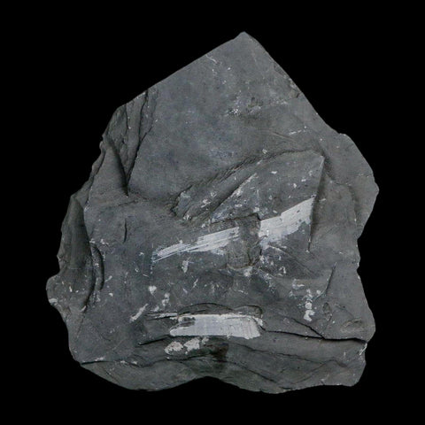 XL 1.6" Elrathia Kingi Trilobite Fossil In Matrix House Range Utah Cambrian Age COA - Fossil Age Minerals