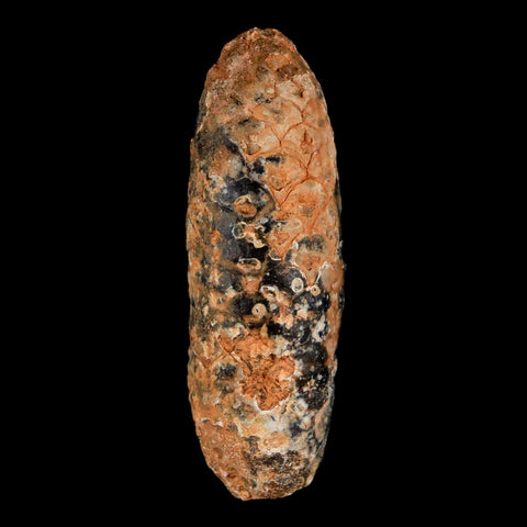 XL 2.4" Fossil Pine Cone Equicalastrobus Replaced By Agate Eocene Age Seeds Fruit