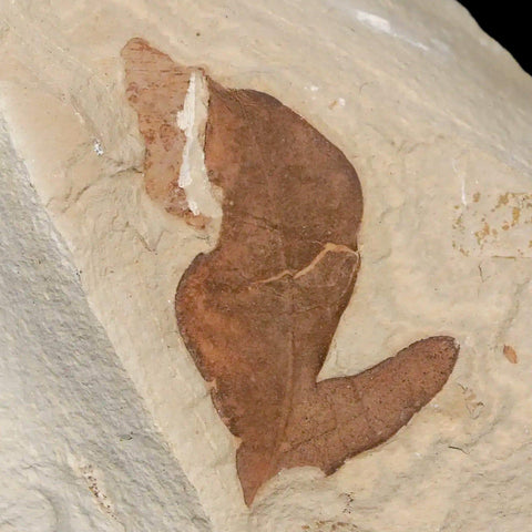 1.4" Detailed Cardiospermum Coloradensis Balloon Vine Fossil Plant Leaf Eocene Age - Fossil Age Minerals