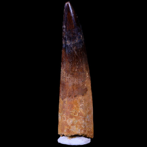 XL 3.4" Spinosaurus Fossil Tooth 100 Mil Yrs Old Cretaceous Dinosaur COA & Stand - Fossil Age Minerals