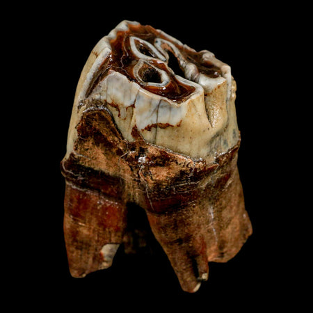 3.2" Woolly Rhinoceros Fossil Rooted Tooth Pleistocene Age Megafauna Russia COA