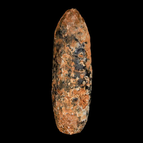 XL 2.4" Fossil Pine Cone Equicalastrobus Replaced By Agate Eocene Age Seeds Fruit