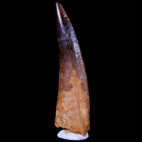 XL 3.4" Spinosaurus Fossil Tooth 100 Mil Yrs Old Cretaceous Dinosaur COA & Stand - Fossil Age Minerals