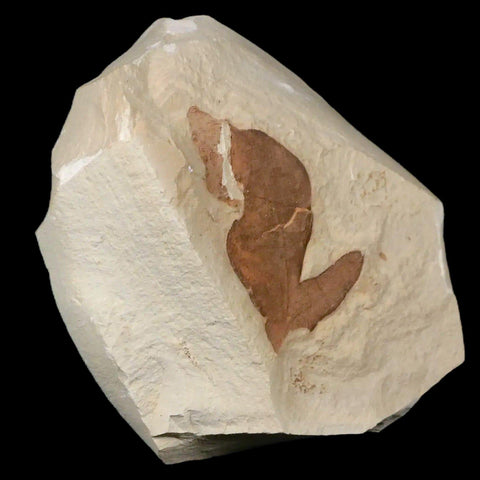 1.4" Detailed Cardiospermum Coloradensis Balloon Vine Fossil Plant Leaf Eocene Age - Fossil Age Minerals