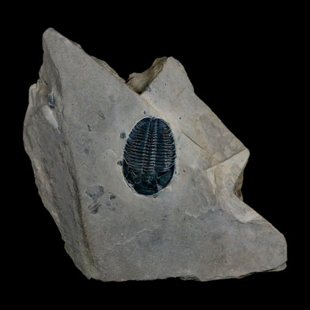 XL 1.6" Elrathia Kingi Trilobite Fossil In Matrix House Range Utah Cambrian Age COA