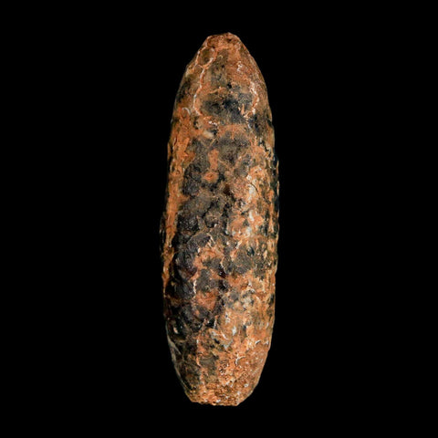 XL 2.4" Fossil Pine Cone Equicalastrobus Replaced By Agate Eocene Age Seeds Fruit