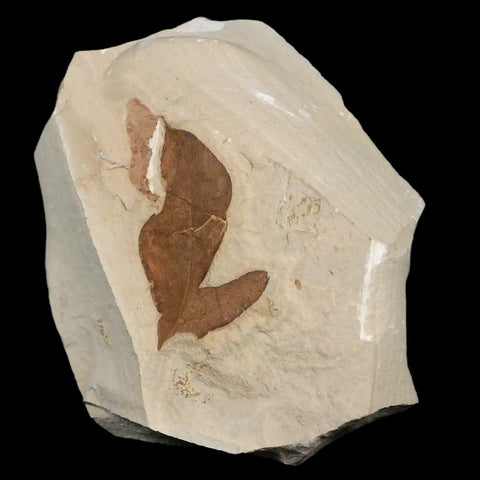 1.4" Detailed Cardiospermum Coloradensis Balloon Vine Fossil Plant Leaf Eocene Age - Fossil Age Minerals