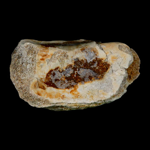 4.8" Brontothere Fossil Knee Bone Eocene Age Badlands S Dakota Titanothere COA - Fossil Age Minerals