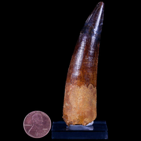 XL 3.4" Spinosaurus Fossil Tooth 100 Mil Yrs Old Cretaceous Dinosaur COA & Stand - Fossil Age Minerals