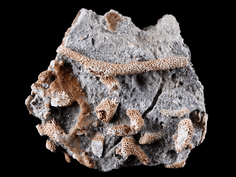 3.1 " Thamnopora SP Coral Fossil Coral Reef Devonian Age Verde Valley, Arizona - Fossil Age Minerals