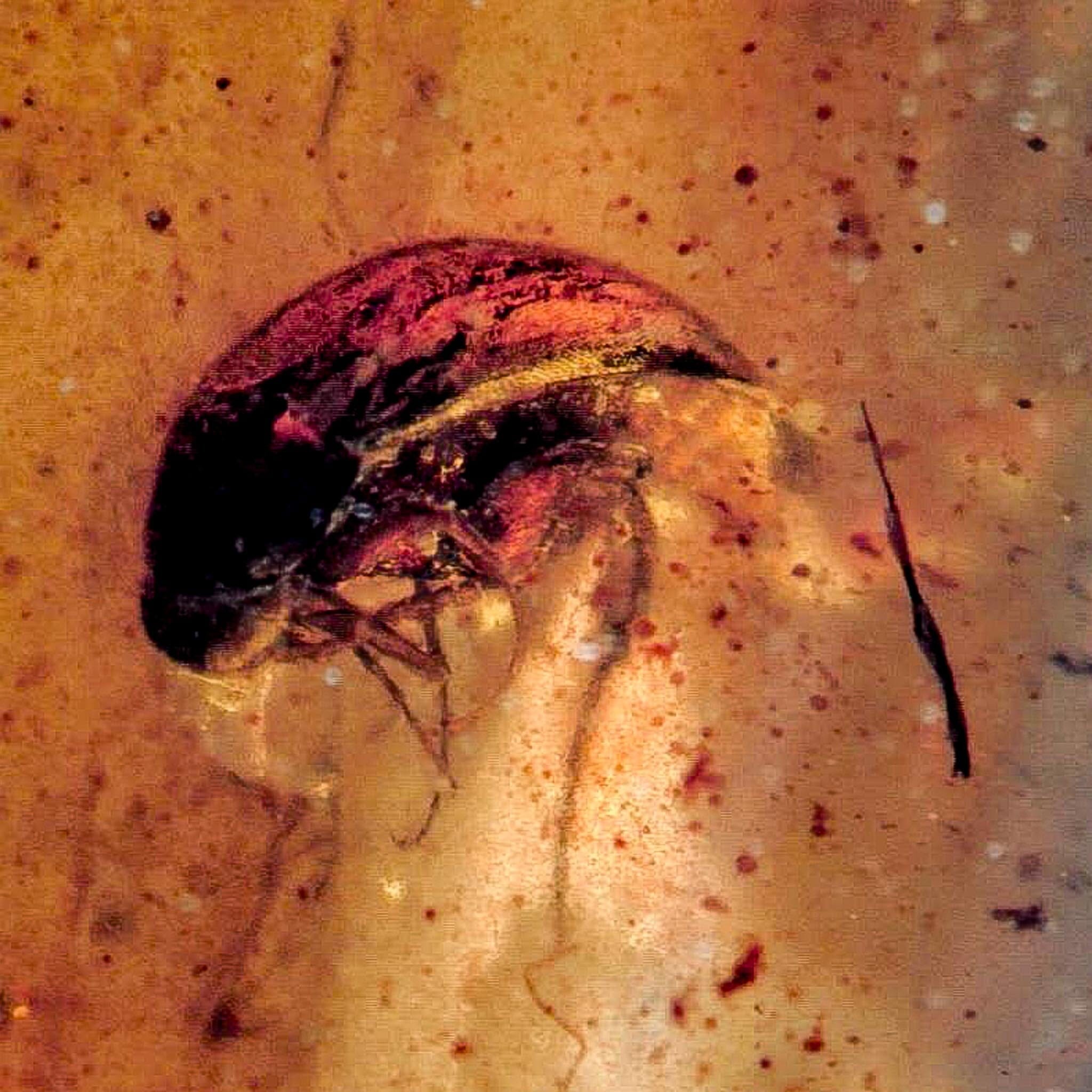Burmese Insect Amber Coleoptera Beetle Bug Fossil Cretaceous Bermite Dinosaur Age - Fossil Age Minerals