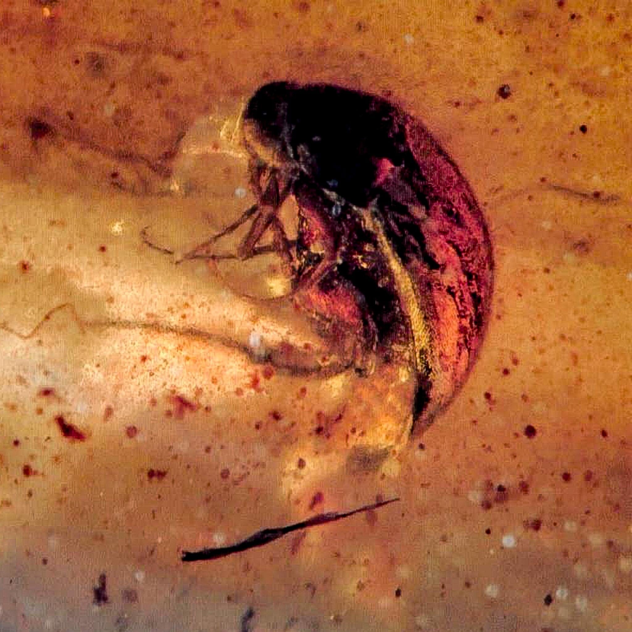 Burmese Insect Amber Coleoptera Beetle Bug Fossil Cretaceous Bermite Dinosaur Age - Fossil Age Minerals