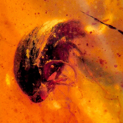 Burmese Insect Amber Coleoptera Beetle Bug Fossil Cretaceous Bermite Dinosaur Age - Fossil Age Minerals