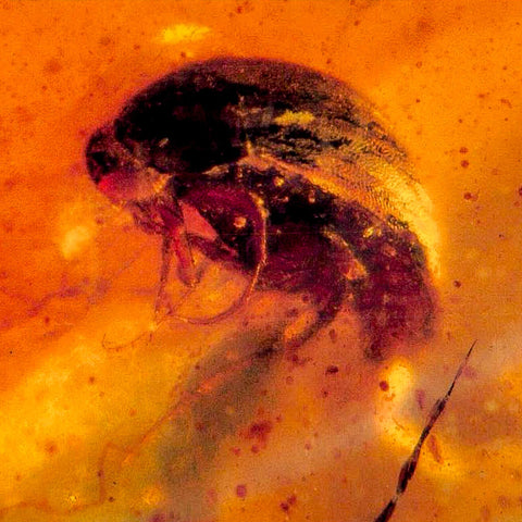 Burmese Insect Amber Coleoptera Beetle Bug Fossil Cretaceous Bermite Dinosaur Age - Fossil Age Minerals