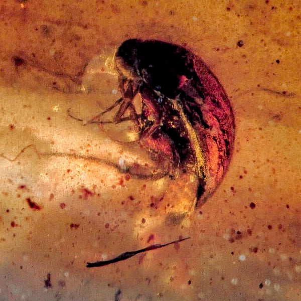 Burmese Insect Amber Coleoptera Beetle Bug Fossil Cretaceous Bermite Dinosaur Age
