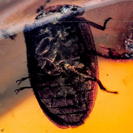 Burmese Insect Amber Unknown Flying Fossil Cretaceous Bermite Dinosaur Age