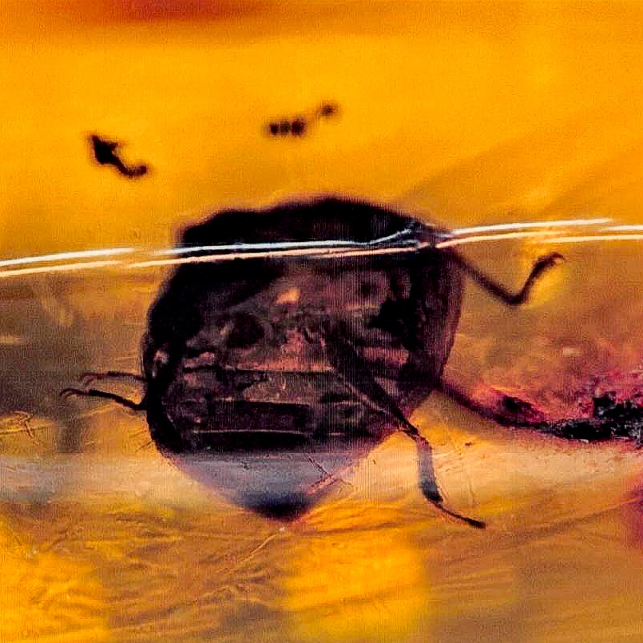 Burmese Insect Amber Unknown Flying Fossil Cretaceous Bermite Dinosaur Age - Fossil Age Minerals