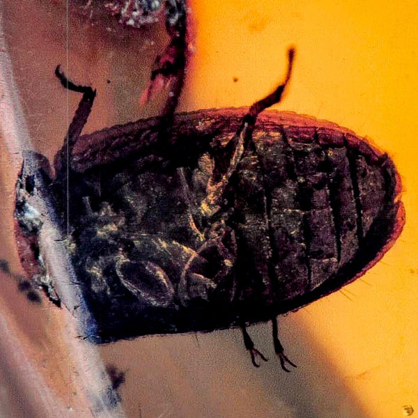 Burmese Insect Amber Unknown Flying Fossil Cretaceous Bermite Dinosaur Age