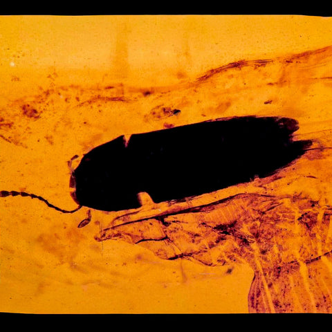 Burmese Insect Amber Coleoptera Beetle Bug Fossil Cretaceous Bermite Dinosaur Age - Fossil Age Minerals