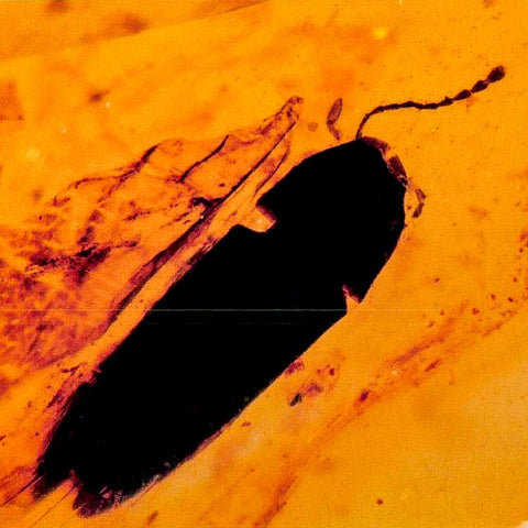 Burmese Insect Amber Coleoptera Beetle Bug Fossil Cretaceous Bermite Dinosaur Age - Fossil Age Minerals